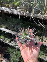 Tillandsia Purple Frost (Tillandsia neglecta dark clone x Tillandsia recurvifolia)