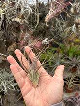Tillandsia winkleri