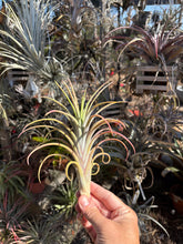 Tillandsia intermedia x Tillandsia ionantha