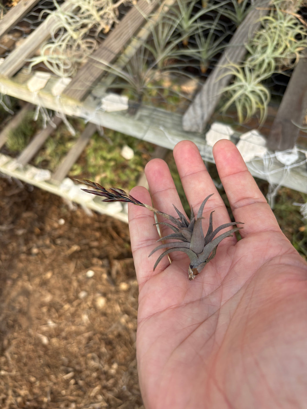 Tillandsia peiranoi
