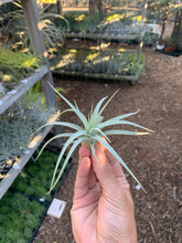 Tillandsia stricta v albifolia