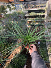 Tillandsia Pink Celebration (Tillandsia fasciculata v venospica x Tillandsia calothyrsus)