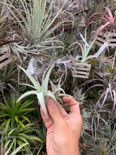 Tillandsia barfusii