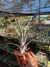 Tillandsia hildae