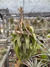 Tillandsia streptophylla