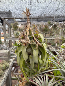 Tillandsia streptophylla