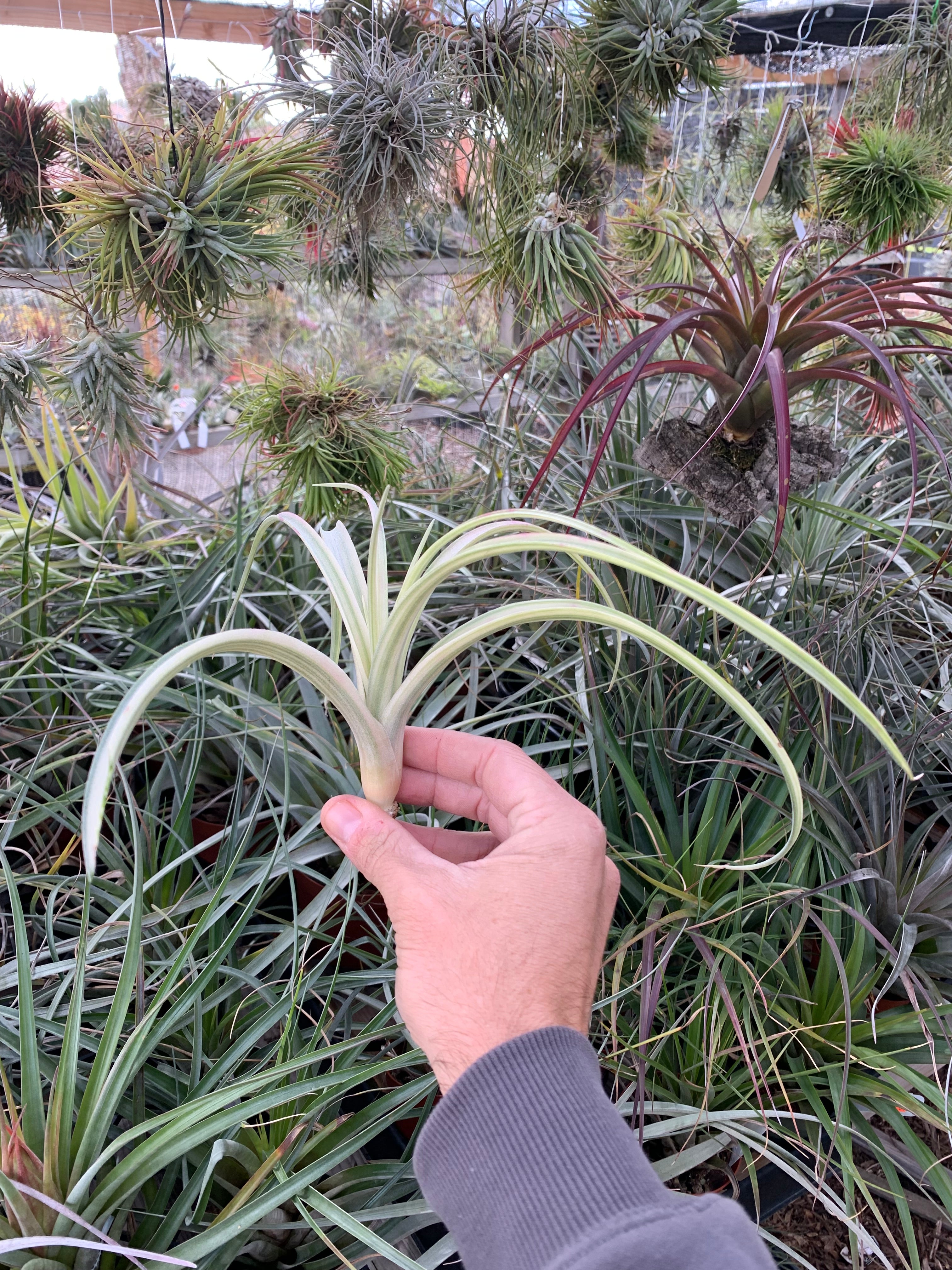 Tillandsia ‘Deborah Ann’（デボラアン） Tillandsia 'Deborah Ann' – Tropiflora