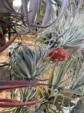 Tillandsia neglecta x Tillandsia recurvifolia v subsecundifolia