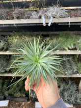 Tillandsia Bellissima (Tillandsia neglecta x Tillandsia sucrei)