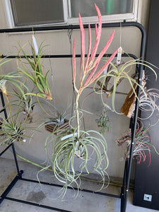 Tillandsia Pink Lemonade (Tillandsia exserta x Tillandsia chiapensis)