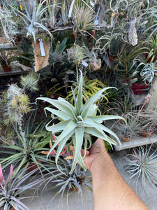 Tillandsia Bea Correale (chiapensis x streptophylla)