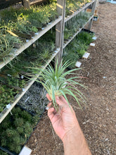 Tillandsia ionantha x Tillandsia concolor select red