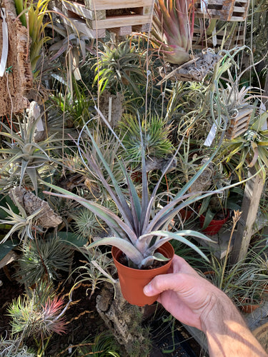 Tillandsia Mayan Gold (Tillandsia gayi x Tillandsia leucolepis)