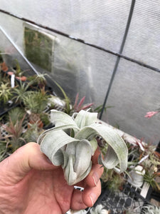 Tillandsia Bea Correale (chiapensis x streptophylla) Giant Clone