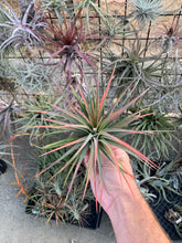 Tillandsia PJ’s Prize (Tillandsia concolor x Tillandsia ionantha)