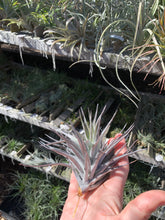 Tillandsia Purple Frost (Tillandsia neglecta dark clone x Tillandsia recurvifolia)