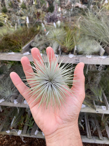 argentea air plant Tillandsia argentea (Imported as Tillandsia fuchsii especial) – Cuffel Farms