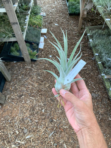 (Tillandsia ehlersiana x Tillandsia seleriana) x Tillandsia seleriana