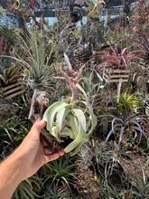 Tillandsia Curly Fatso (Tillandsia streptophylla x Tillandsia intermedia) True RFI clone