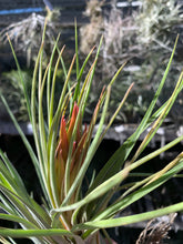 Tillandsia fasciculata x ionantha