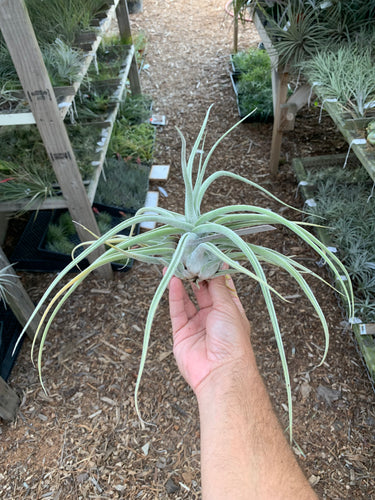 (Tillandsia ehlersiana x Tillandsia seleriana) x Tillandsia seleriana