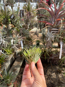 Tillandsia kautskyi hybrid green