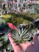 Tillandsia kautskyi hybrid green