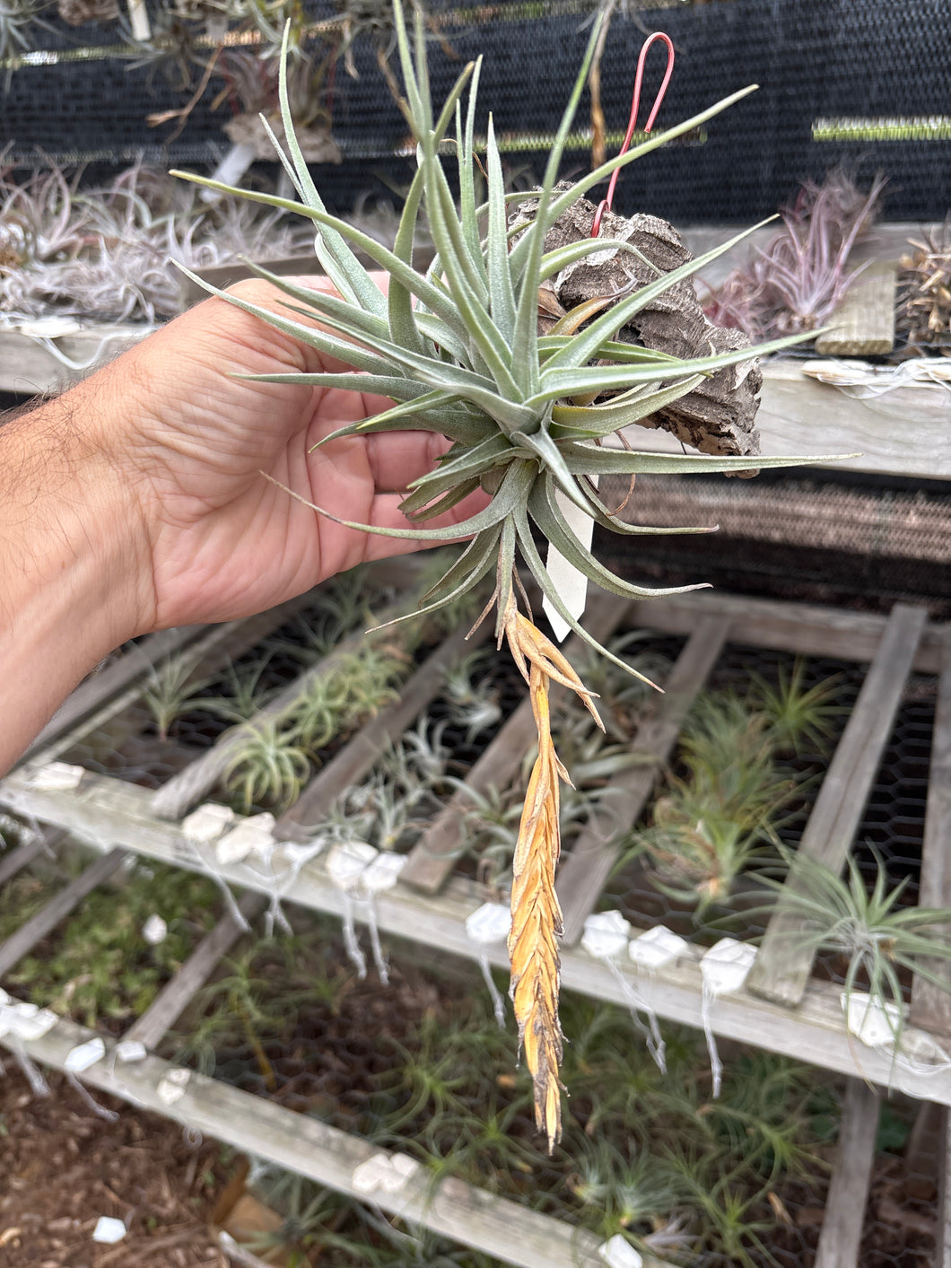 Tillandsia cochabambae