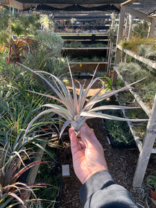 Tillandsia Madre (Tillandsia chiapensis x Tillandsia roland-gosselinii)