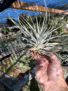 Tillandsia cereicola (Soft leaf variety)