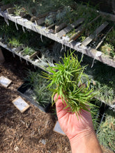 Tillandsia ionantha Crested form