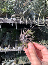 Tillandsia neglecta red/purple