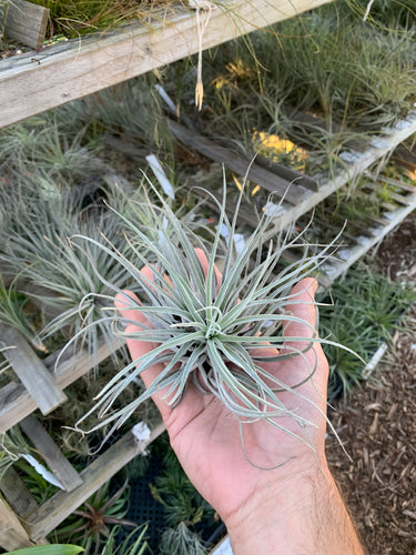 Tillandsia magnusiana hybrid