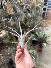 Tillandsia intermedia x Tillandsia ehlersiana