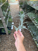 Tillandsia prolata