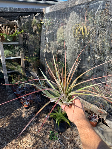 Tillandsia fasciculata ‘Red’ x Tillandsia latifolia