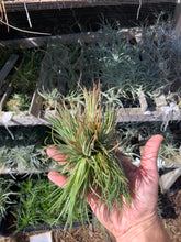 Tillandsia ionantha Crested form