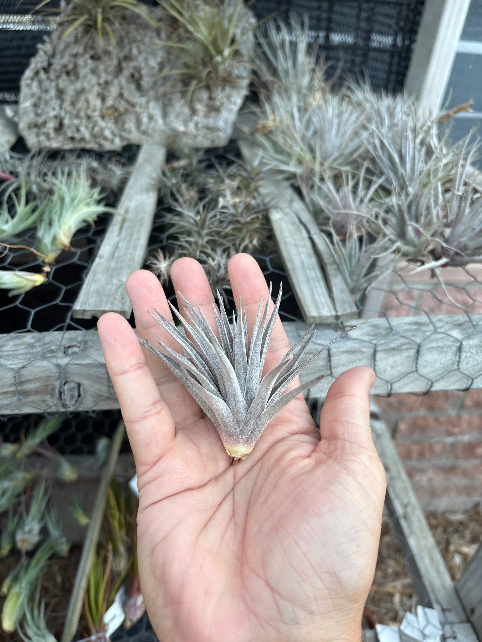 Tillandsia kautskyi hybrid purple/silver (potentially Tillandsia