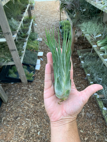 Tillandsia seleriana x Tillandsia delicata