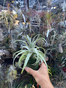 Tillandsia Bea Correale (chiapensis x streptophylla)