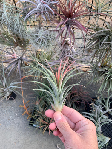 Tillandsia PJ’s Prize (Tillandsia concolor x Tillandsia ionantha)