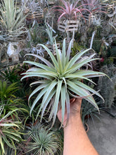 Tillandsia Queen’s Delight (Tillandsia carlsoniae x Tillandsia chiapensis)