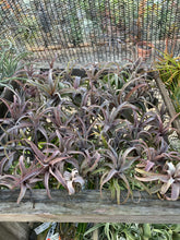 Tillandsia streptophylla with red blush