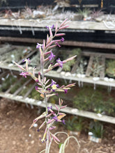 Tillandsia humilis x straminea