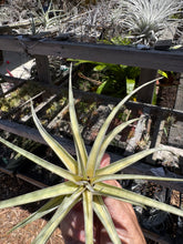 Tillandsia Extravagance (Variegated Tillandsia concolor x Tillandsia streptophylla)