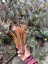 Tillandsia ionantha hybrid