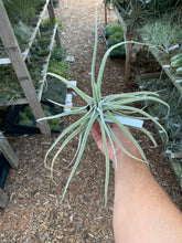 (Tillandsia ehlersiana x Tillandsia seleriana) x Tillandsia seleriana