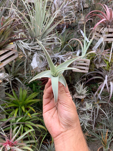 Tillandsia barfusii