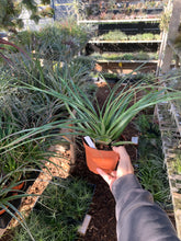 Tillandsia Pink Celebration (Tillandsia fasciculata v venospica x Tillandsia calothyrsus)