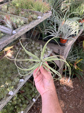 Tillandsia glabrior hybrid